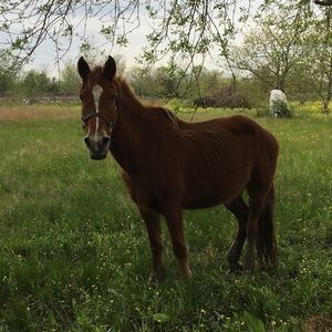 Meet your Posher, Jayde